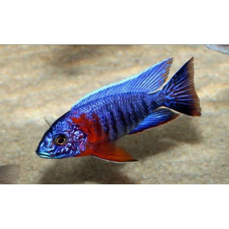 Cichlid Aulonocara Red Flush Ikan Hidup 3-7 Cm