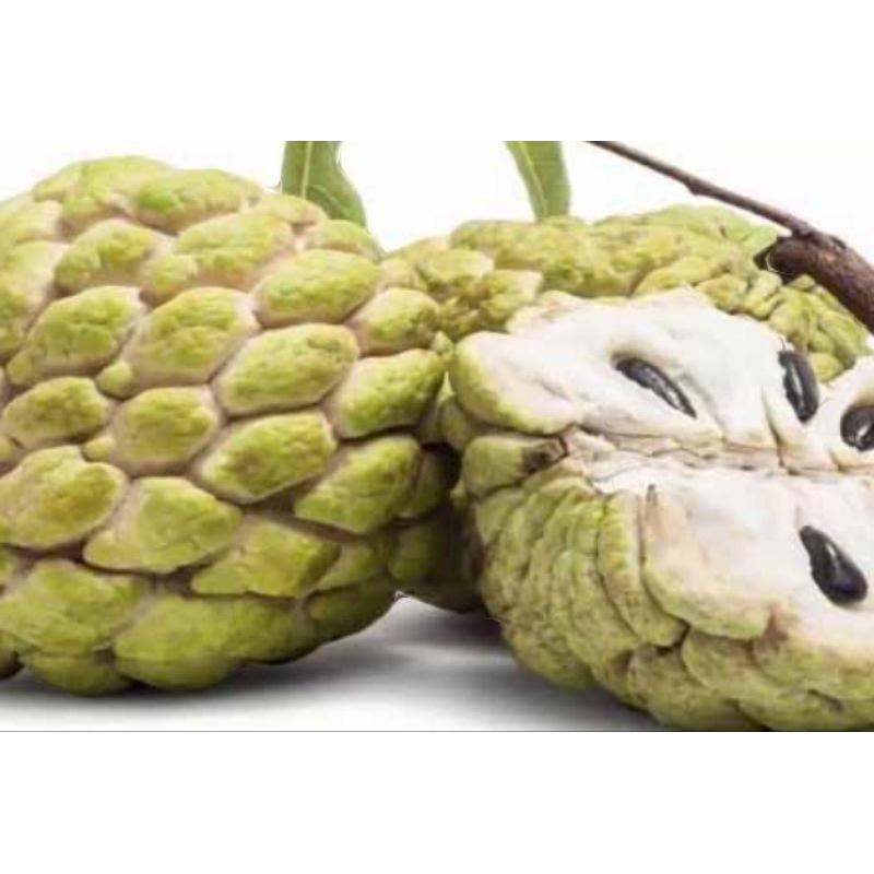 Benih Srikaya Jumbo Super Unggul 5+2 Biji Mudah Bertunas Berkualitas Tinggi Tanpa Bakteri dan Jamur