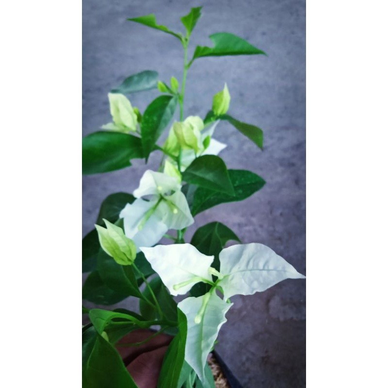 Tanaman Hias Bougenville Bangkok Putih (RGL)