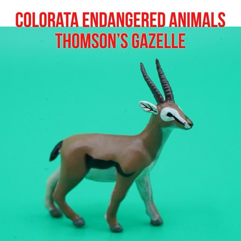 Colorata Endangered Animals | Thomson Gazelle Kijang Thomson Antelop Eudorcas thomsonii | Mainan Fig