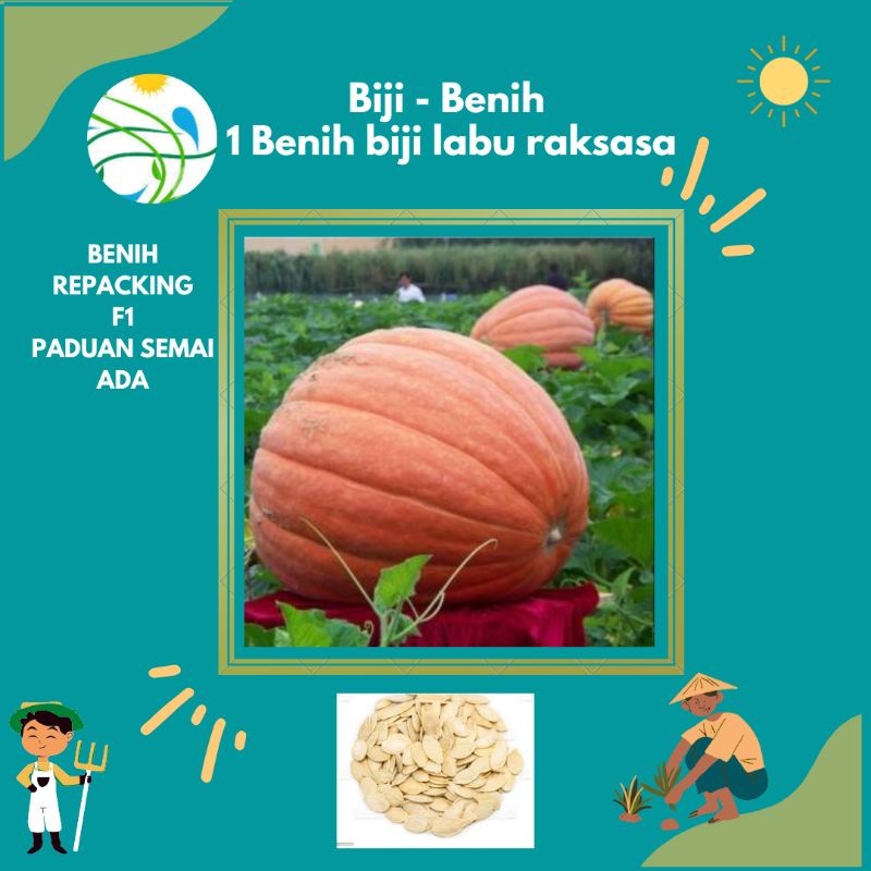 3 Benih biji labu raksasa