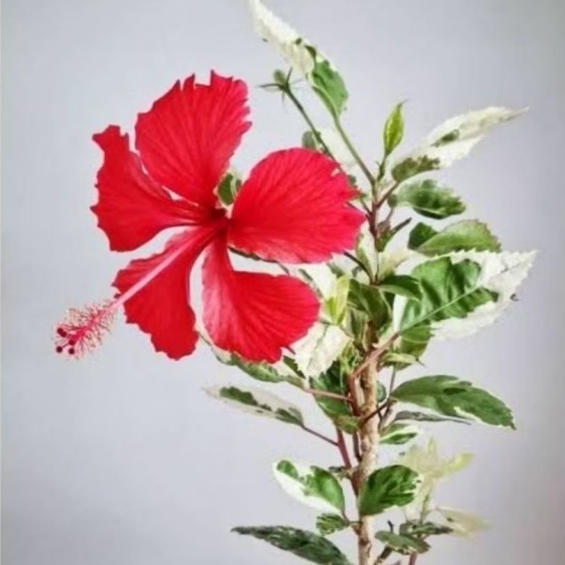 Pohon Bunga sepatu daun varigata / Tanaman hias bunga sepatu variegata bunga merah