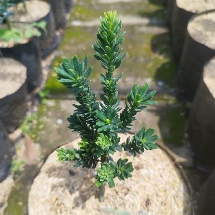 Tanaman Lohansung Air Brush - Lohansung Super Micro - Tanaman Bahan Bonsai