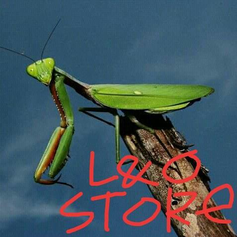 belalang sembah_size XL