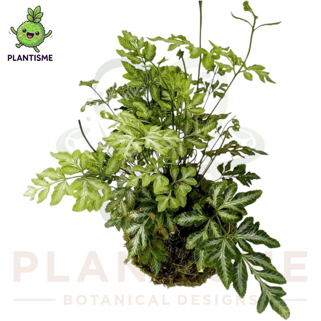 Mossball – Pakis Pedang Pteris Ensiformis Silver Lace Fern Tanaman Daun Variegata Tropis Indoor