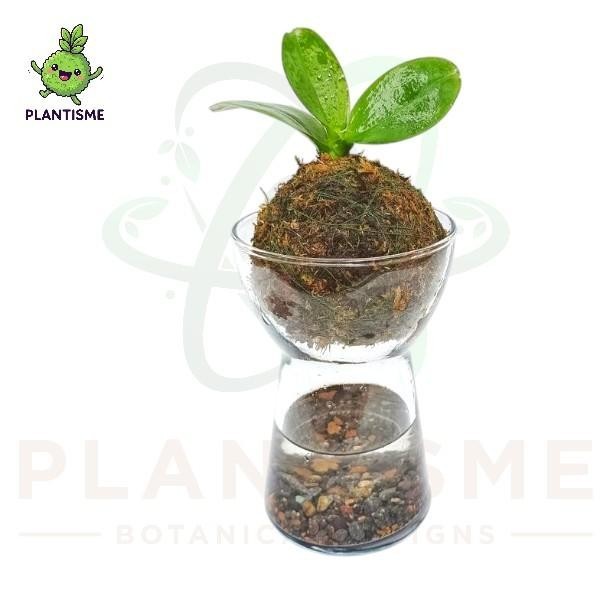 Sip & Dip – Bola Lumut Anggrek Mini Phalaenopsis Amabilis Dalam Vas Kaca Dekorasi