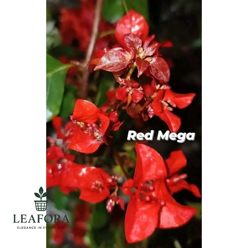 Tanaman Hias Bunga Kertas Bougenville 5 Warna