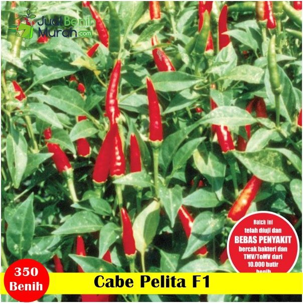 10 Benih / Biji PELITA-8 F1 Cap Panah Merah Benih Cabe Rawit Hijau -Repacking F1 seeds