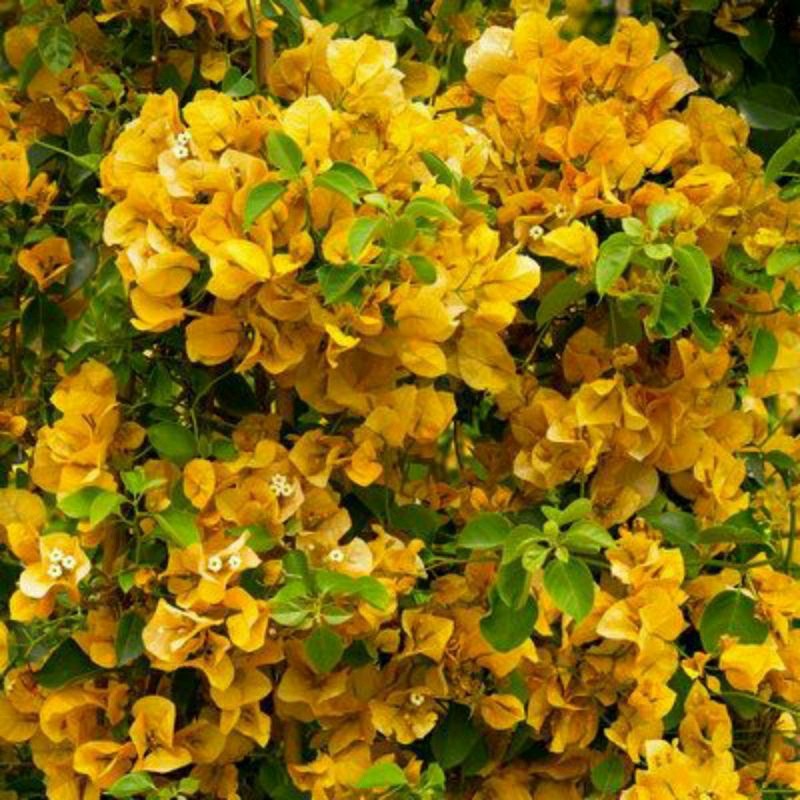Bougenville Kuning - Tanaman Hias Bougenville Kuning (RGL)
