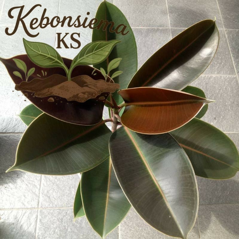 Stek Pohon Karet Jepang merah, pohon Karet kebo merah tanaman karet kebo AL