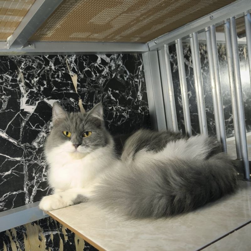 Kucing Persia Himalaya Anggora Ragdoll Kitten