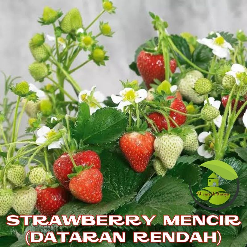 10 Benih Buah Strawberry Mencir Dataran Rendah Unggul