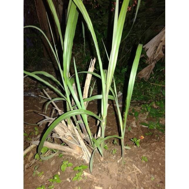 Bibit Stek Terubuk 1Kg Trubus/Terubuk/Turubuk/Terubus/Telur tebu Bibit Unggul Siap tanam Lestari Ala