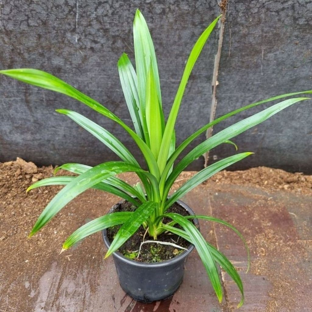 Pohon Pandan Wangi - Tanaman Hias Pohon Pandan Wangi