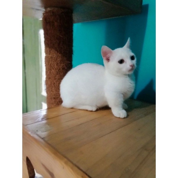 kucing muchkin
