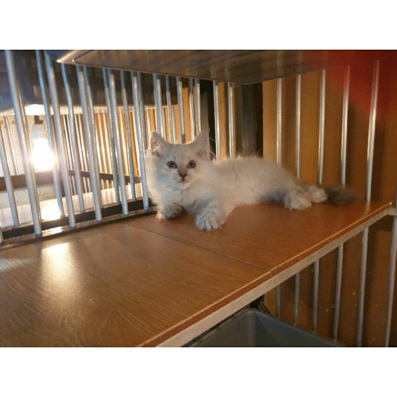 anakan kucing Persia