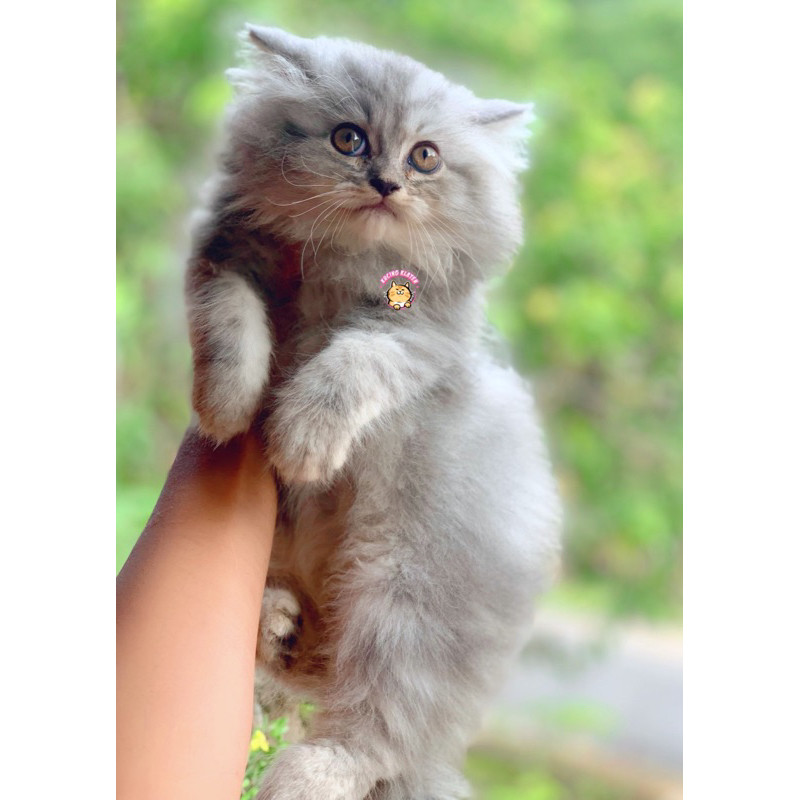 Kucing Persia Abu & Putih Jantan Shopee Kucingklaten