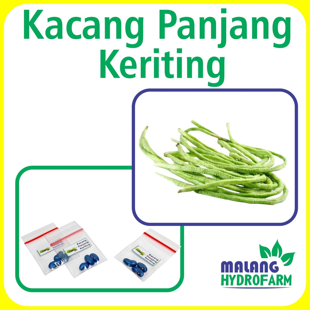 20Benih Kacang Panjang Keriting Unggulan Berkualitas bibiit biji repack viva kacang kalimantan kacan