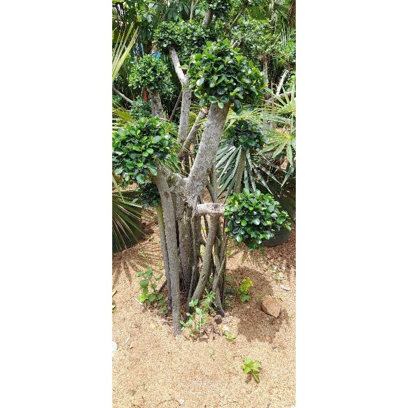 Pohon Bonsai Beringin Micro - Tanaman Hias Bonsai Beringin Korea