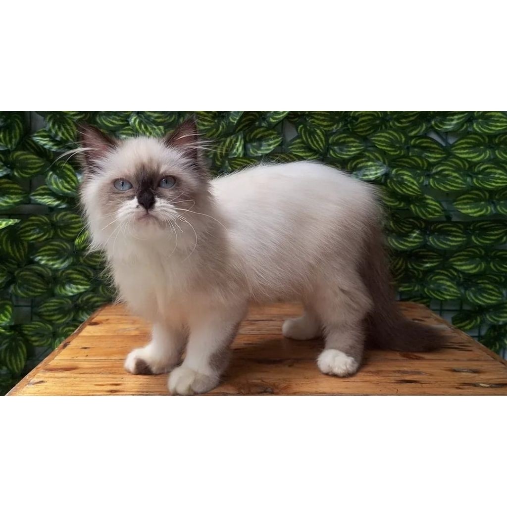 KUCING PERSIA HIMALAYA BETINA 3 BULAN SEAL POINT