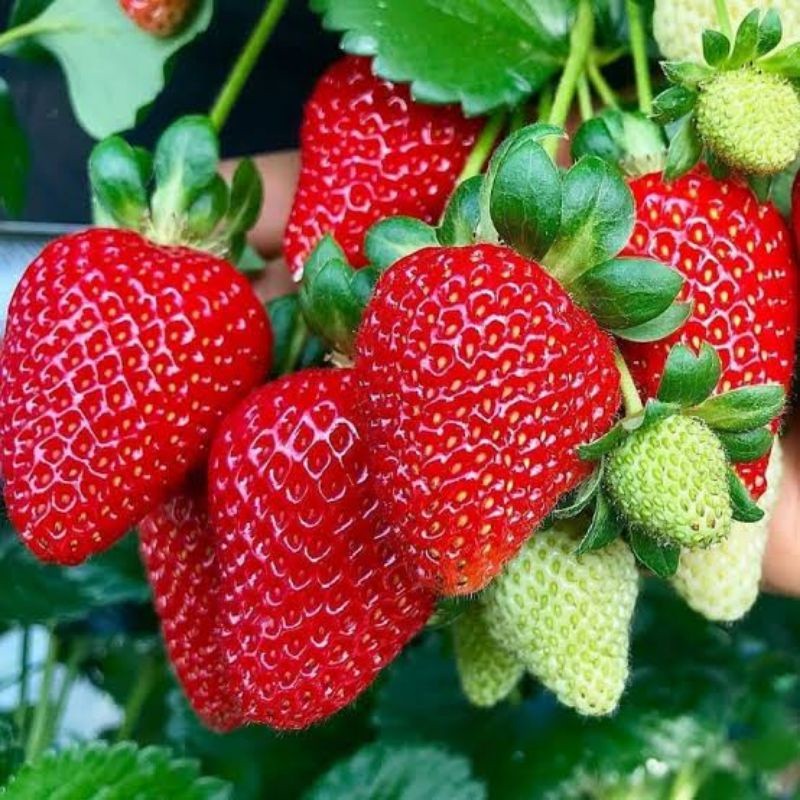 Biji Benih Buah Strawberry Jumbo California Genjah Benih Bibit Strawberry Jumbo -MYSEEDGARDEN