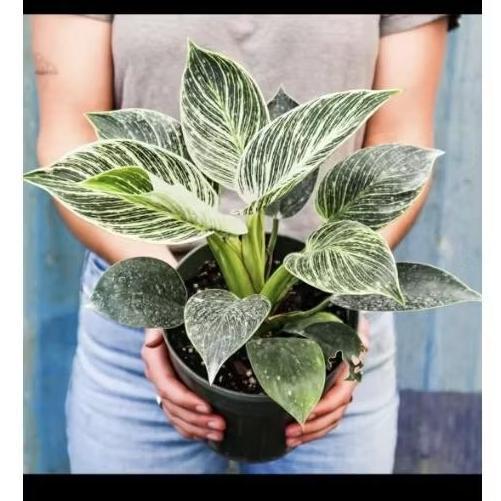 Pilodendron birkin - Tanaman hias philo birkin - bunga hias philo