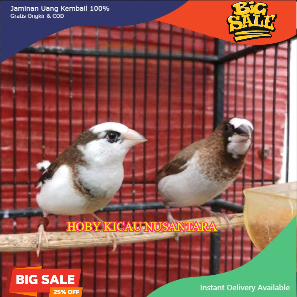 EMPRIT JEPANG EMJE SEPASANG