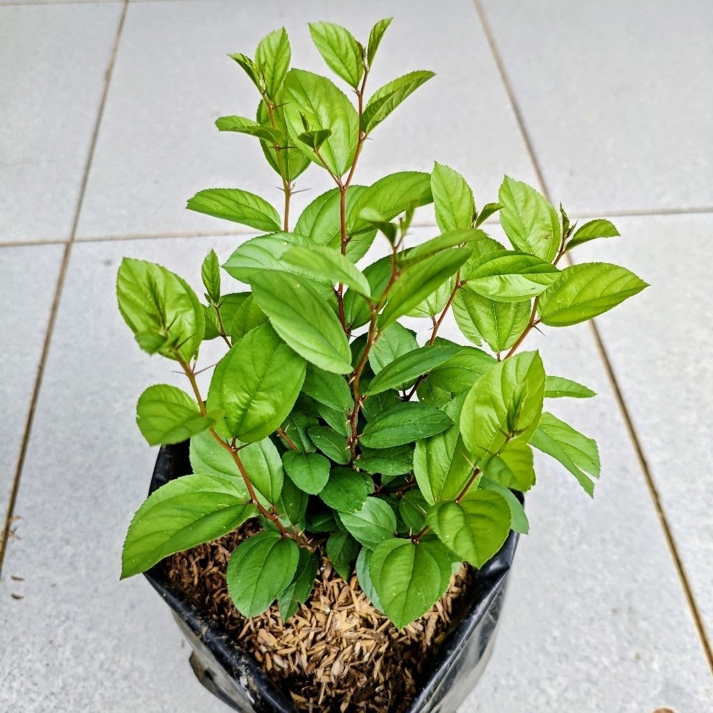 PROMO MURAH POHON BIDARA ARAB ASLI 30-40 cm Subur Rimbun Siap Tanam Pohon Banyak Manfaat