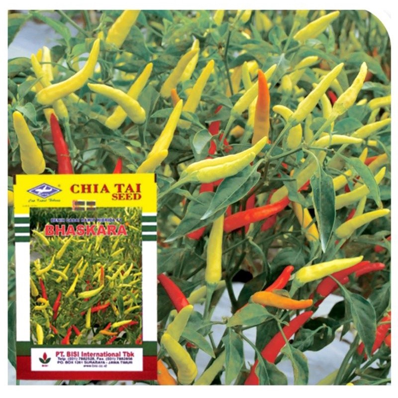 40 Benih Biji - Benih Cabai Rawit Unggul BHASKARA F1 - Cap BISI - Bibit Sayuran Benih Sayuran Cabai 