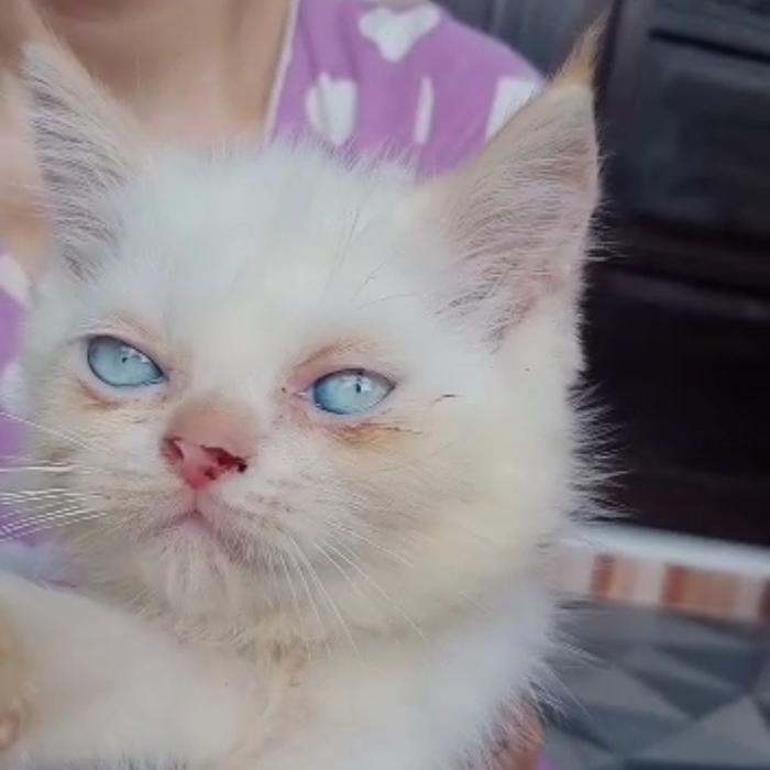 kitten persia flatnose betina