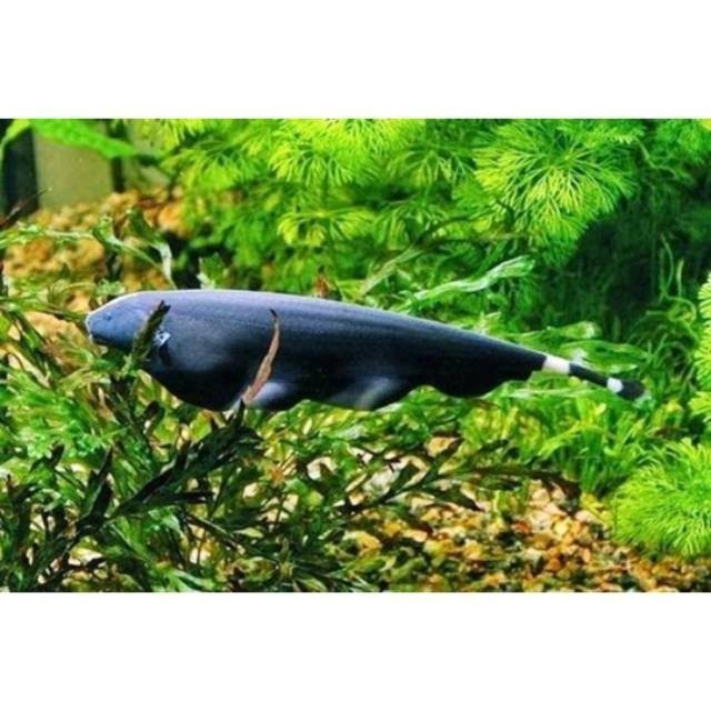 Mainan Ikan Black Ghost Hiasan Aquascape Sehat pemalu