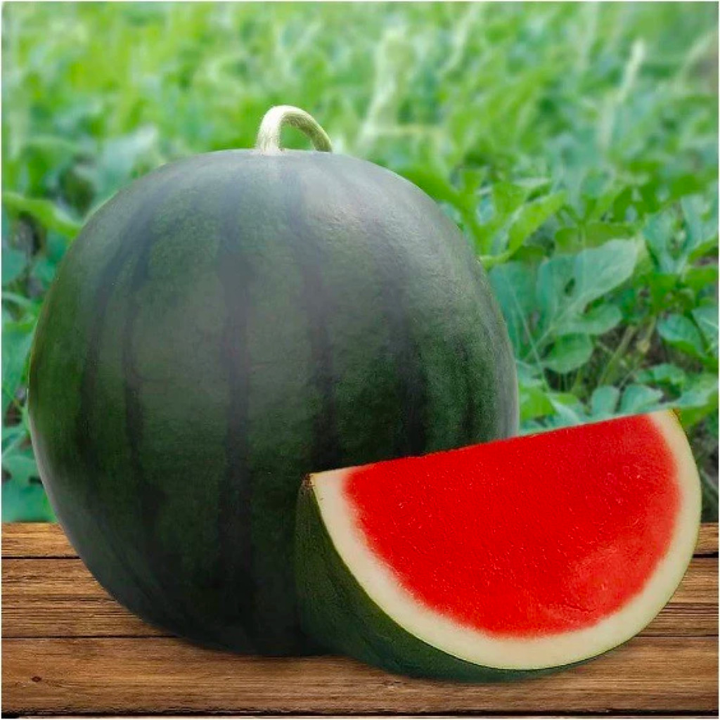 Bisa bayar di tempat - Semangka Merah Non Biji 30 bibit biji seed Benih Semangka Non Biji Merah F1 H