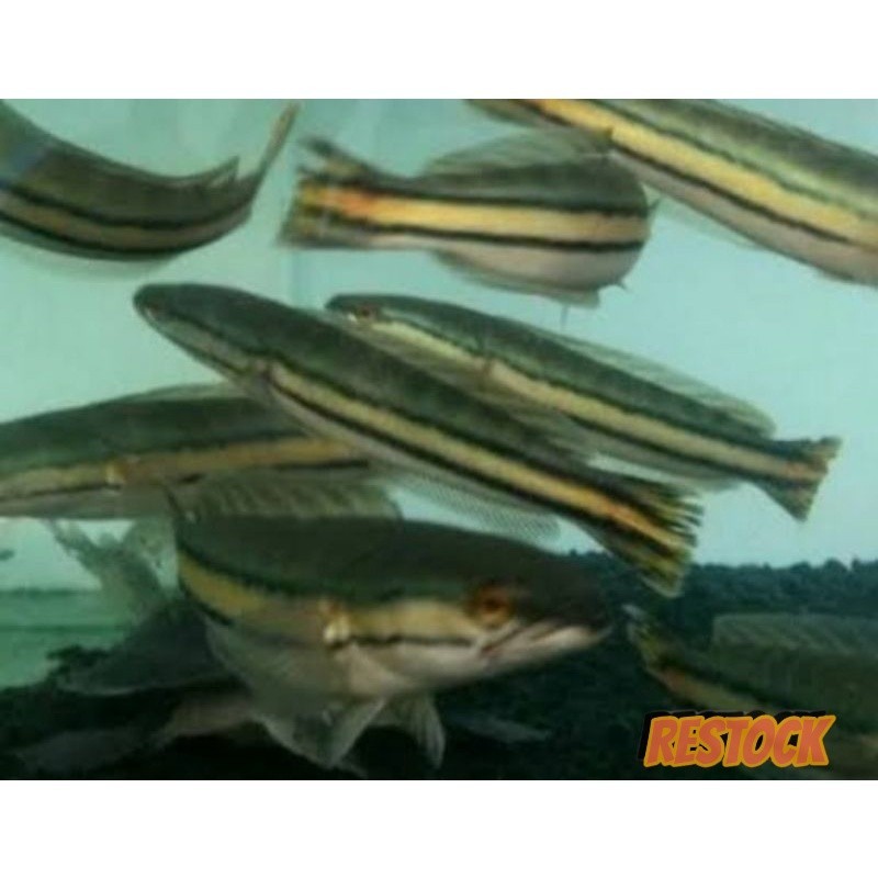 Beli4Bonus1 Ikan Toman Cantik Size 13-15cm