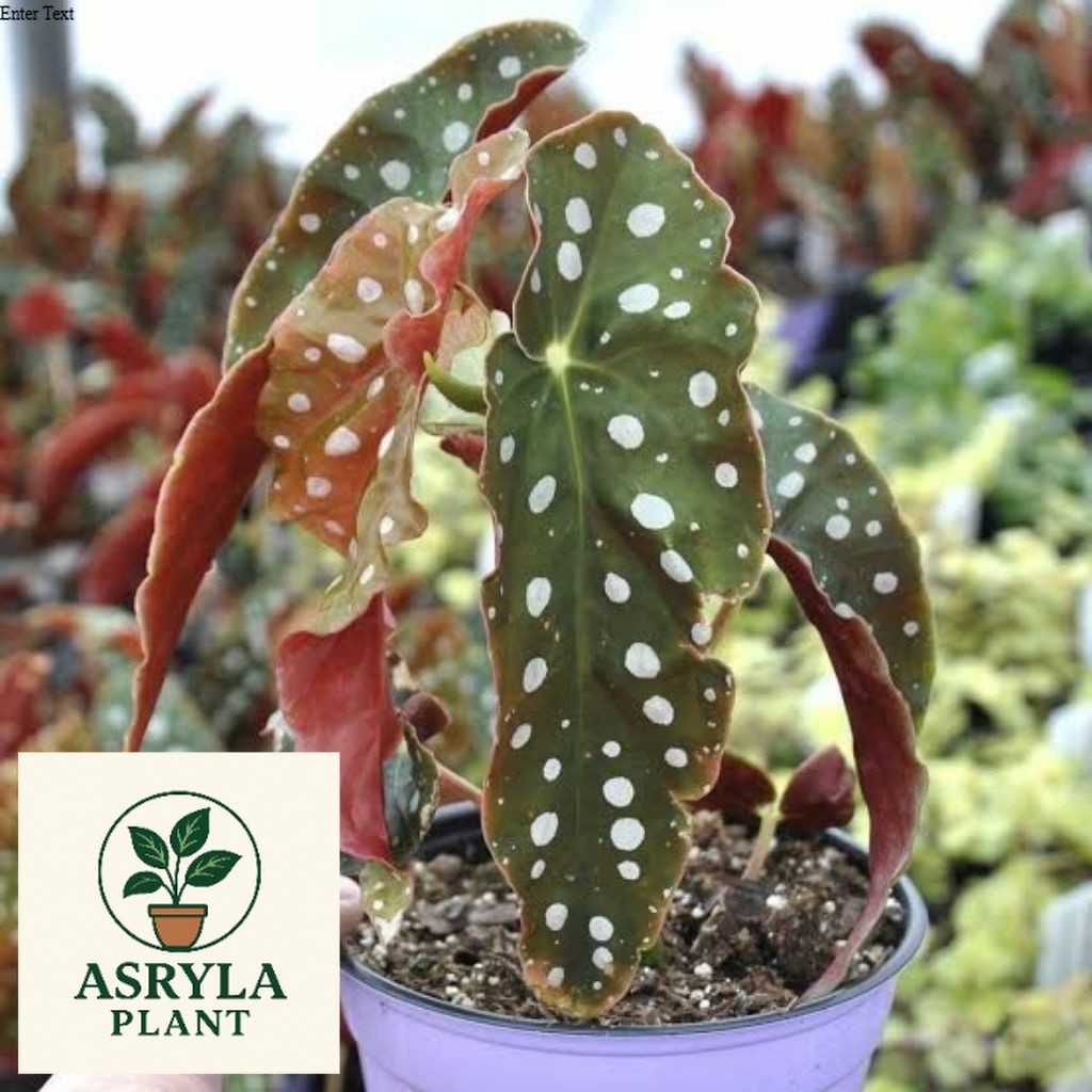 (PROMO) TANAMAN HIAS BEGONIA ANGEL WING / BEGONIA POLKADOT / BEGONIA MACULATA TOTOL PUTIH