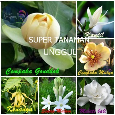 CEMPAKA PAKET 6 pohon CEMPAKA BANGKOK cempaka mulya KANTIL PUTIH kenanga MELATI BALI CEPIRING sedap 