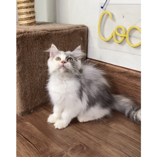 kucing persia calico