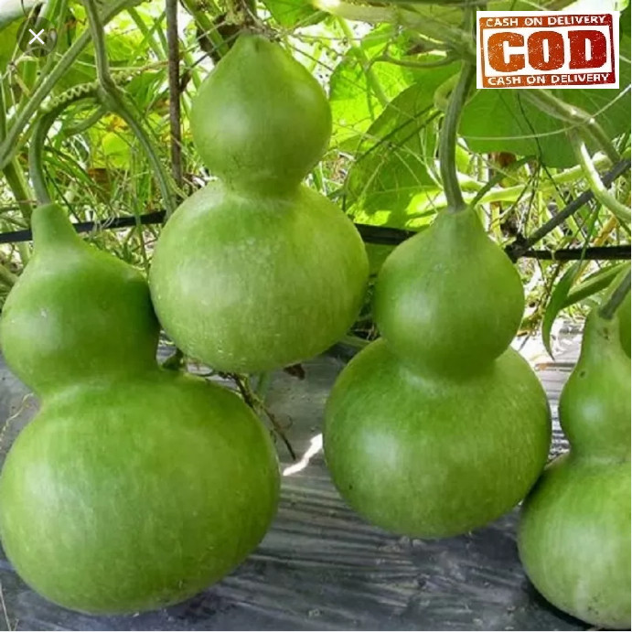 RAITASHOP GROSOR - LABU BOTOL 30 biji / bibit / benih LABU BOTOL / LABU AIR BOTOL - bibit sayur / ta