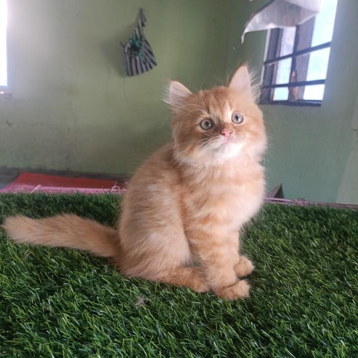 kucing persia betina 3bln warna oren