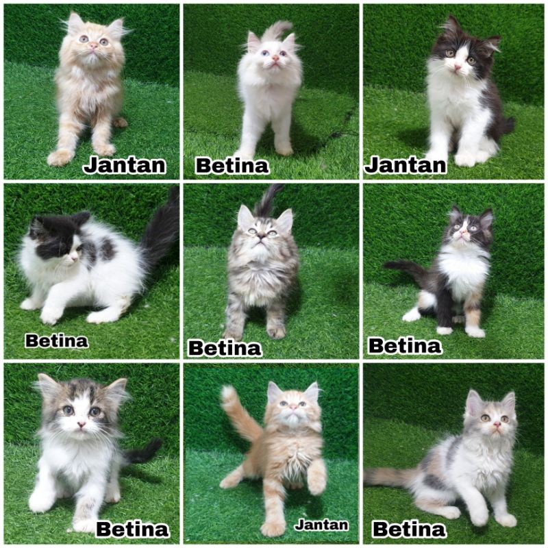 Jual anak kucing kitten persia angora anggora bulu lebat panjang bulu kapas riwux flatnose peaknose