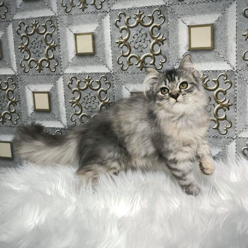 Kucing Persia Anggora Himalaya Ragdoll Kitten