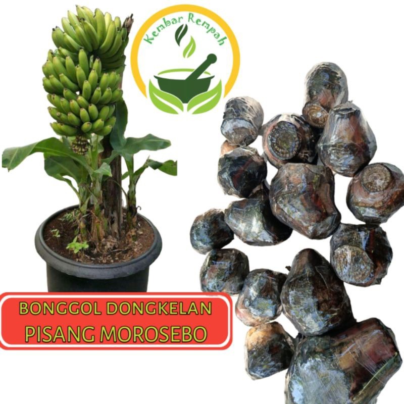 PROMO MURAH Bibit Bonggol Pohon Pisang Morosebo Dongkelan Bonggol Pisang Morosebo