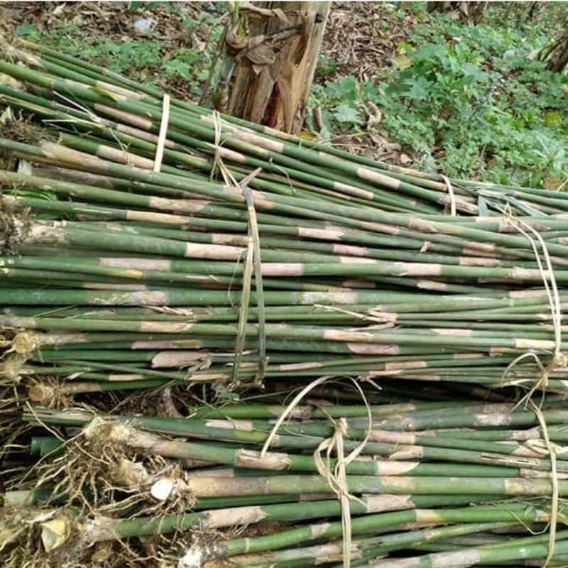 stek bibit bambu apus panjang 30cm bambu lemang bambu tali bambu kerajinan bilah bambu potongan bamb
