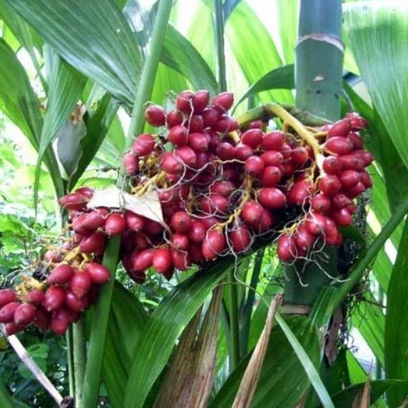 bibit buah pinang merah