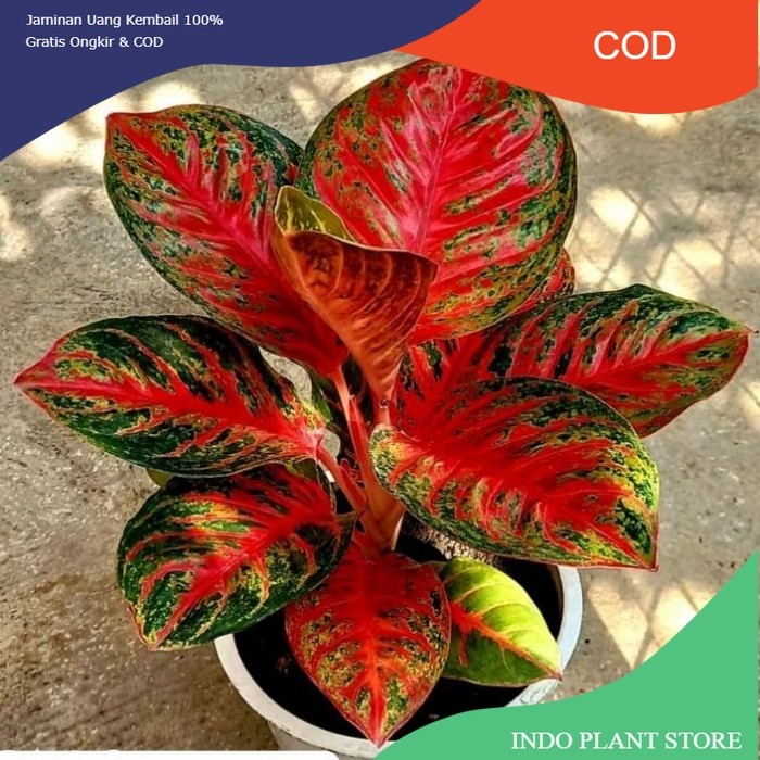 Aglonema wulandari anakan ( Bisa COD ) (COD)