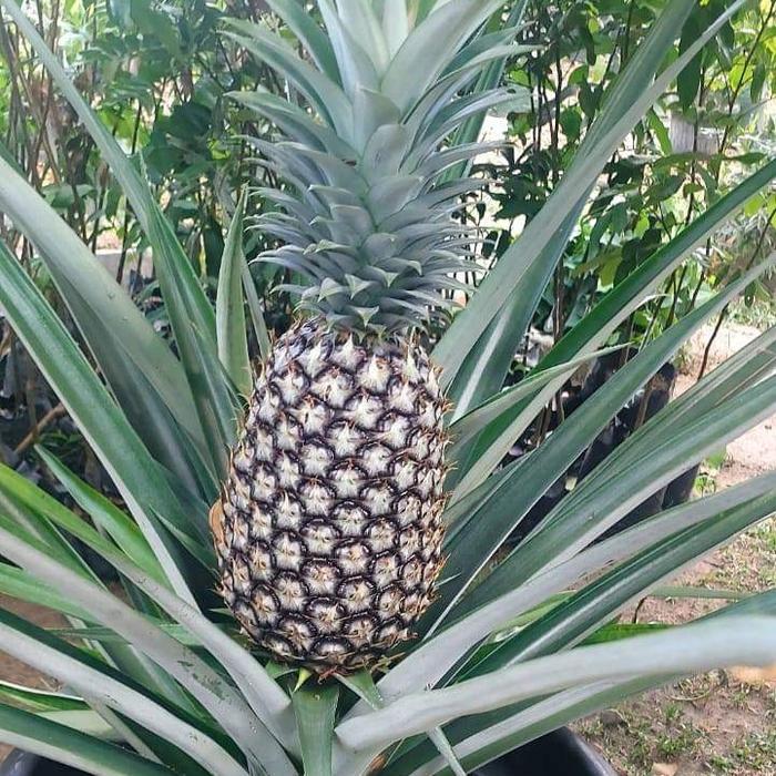 Bibit Nanas Madu Jumbo Tanpa Duri Siap Tanam