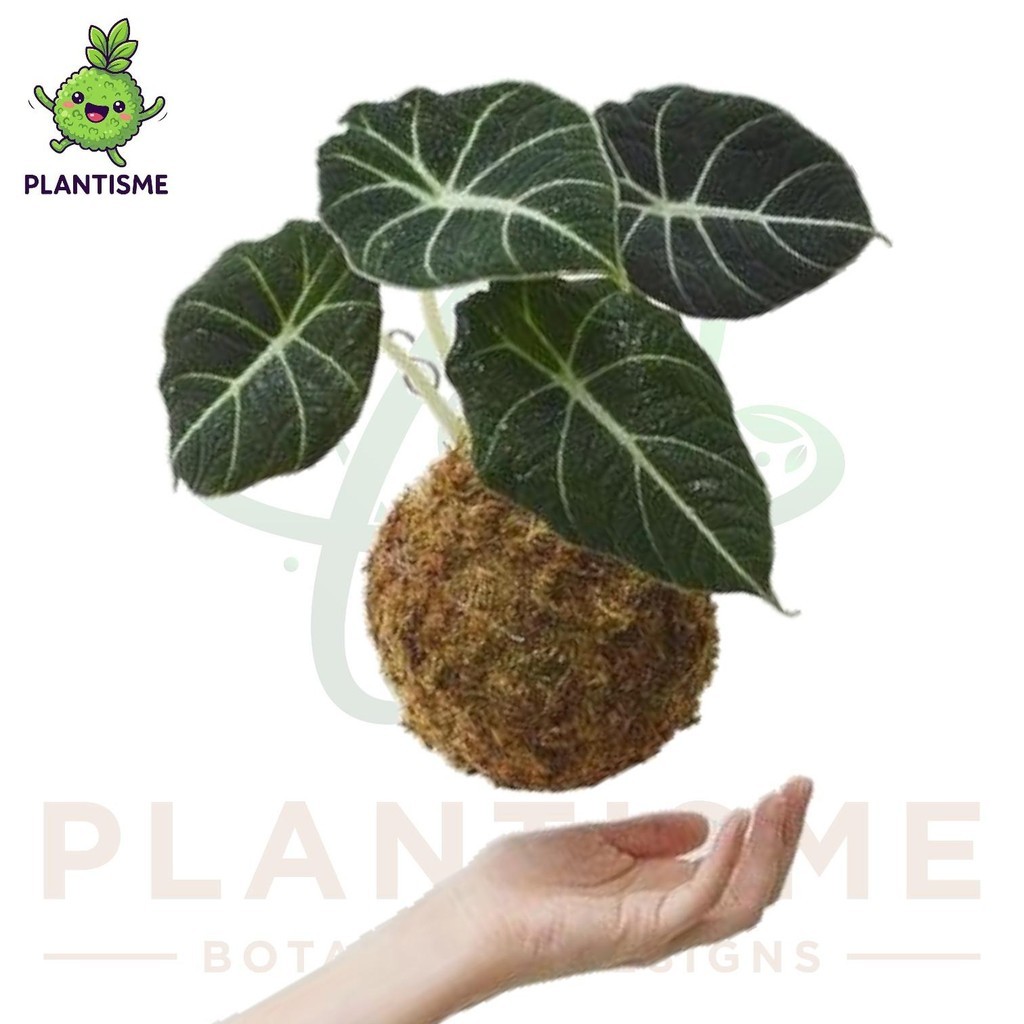 Mossball – Black Velvet Alocasia Reginula Kuping Gajah Hitam Tanaman Hias Daun Tropis Indoor