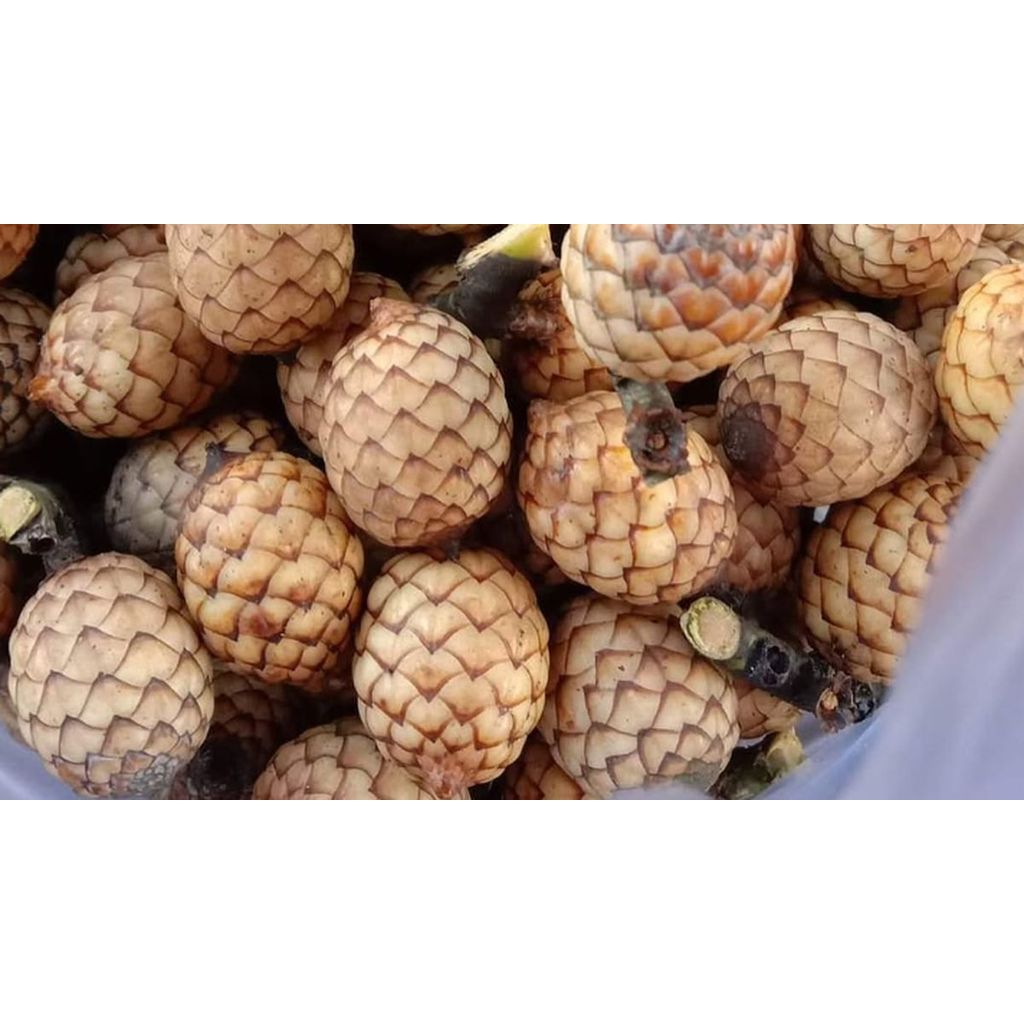 buah biji rotan / hoe langka 1 kg
