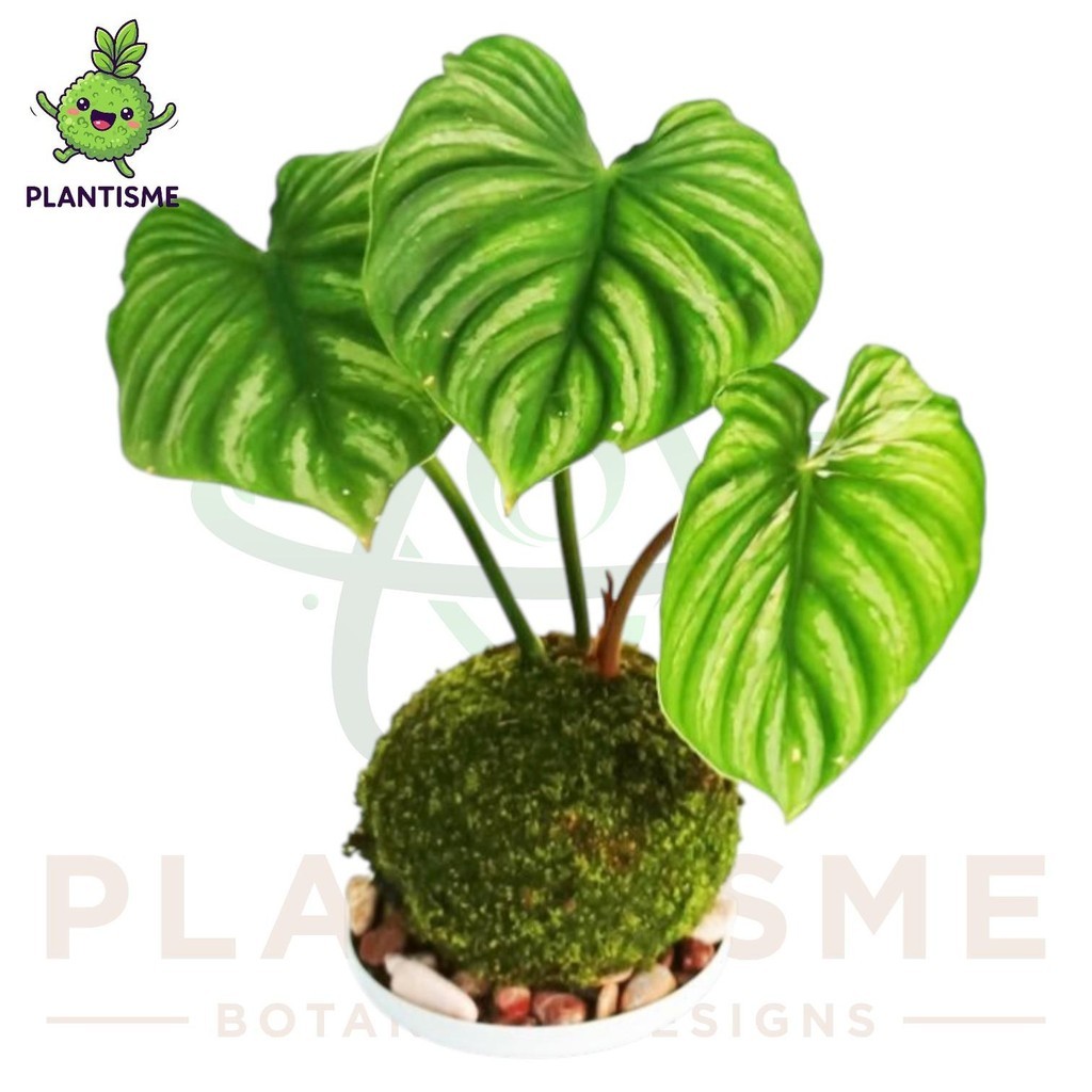 Mossball – Plowmanii Philodendron Philo Bergelombang Tanaman Hias Daun Tropis Indoor