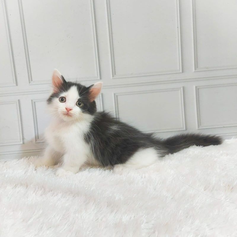 KUCING MUNCHKIN KITTEN