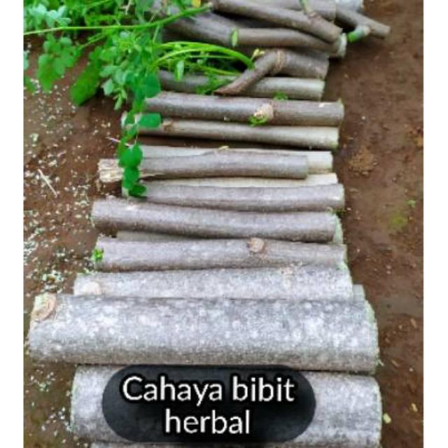 Bibit pohon kelor cutting stek batang kelor siap tanam